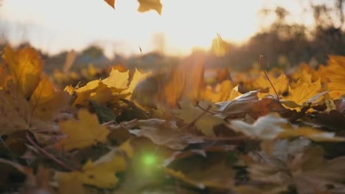 Detail View on Yellow Autumn Leaves Slowly Falling Down Ground Covered with Dry Vivid Foliage Bright