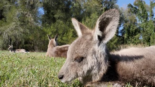 Einzigartige Nahaufnahme eines Baby-Kängurus, das auf einer Wiese in der Nähe einer Gruppe ausgewachsener Kängurus ruht