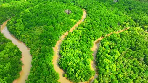 Lush expanse of Thailand's mangrove forest captured from above by a drone.