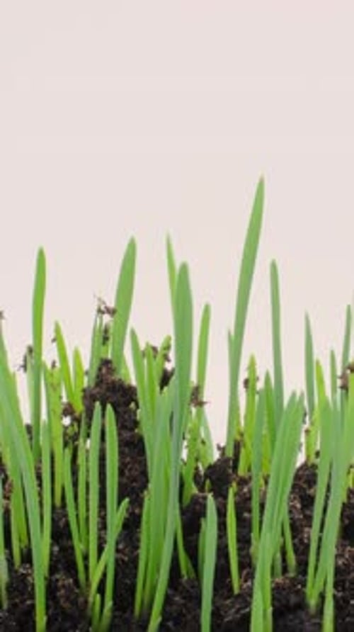 Time lapse of the wonder of small plants sprouting and growing from rich soil.
