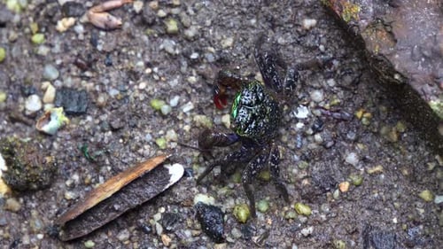 A large face-banded crab walking around the pebbly tidal flats, foraging on the sediments in the flo