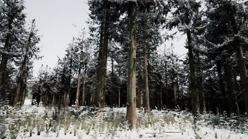Beautiful Snowy White Forest In Winter Frosty Day