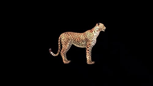 Cheetah Idle 2