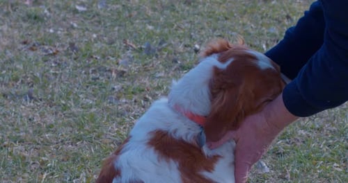 Zeitlupenaufnahme eines weiß-goldenen Hundes, der von seinem Besitzer im Park gekratzt wird