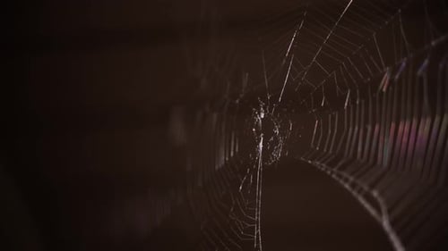 An intricate spiderweb hangs in a dark corner waiting for unsuspecting victim