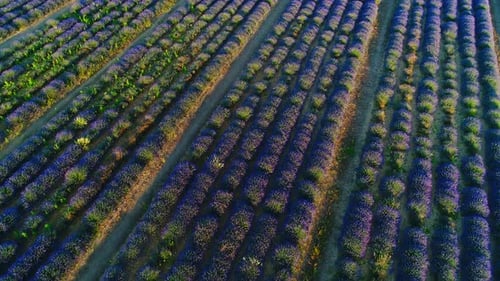 Aerial Cinematic Drone View of Colorful Lavender Fields on a Sunny Day with Clear Blue Skies. Bloom