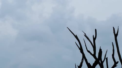 Zeitraffer eines bewölkten Himmels mit trockenen Stielen