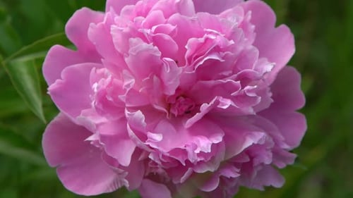 Pink Peony Green Background Summer Flower Bud with Petals Floral Nature