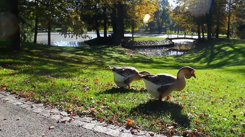 Geese in an Autumn Big Park