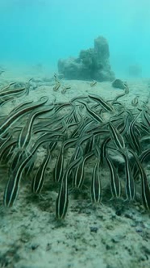 Frontal view, school of Striped Eel Catfish feeding as it swims like wave to camera lens