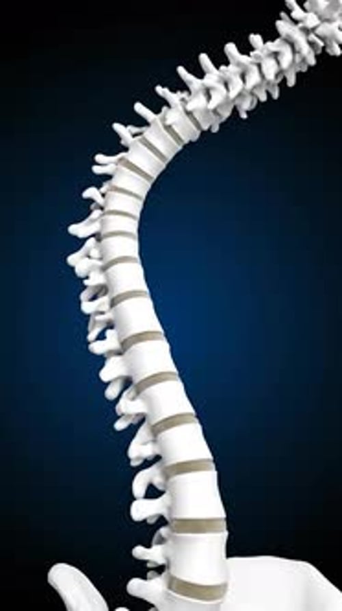 3D Animation of Human Spine and Vertebrae Rotation