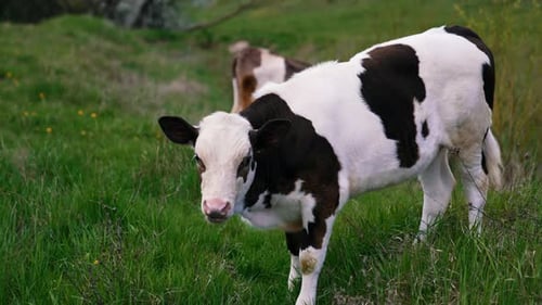 Calf grazing on a meadow. White and black little cow eating green grass on pasture in spring.