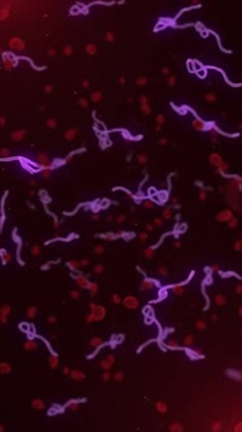 Microscopic View of Infectious Ebola Virus Cells Vertical Animation