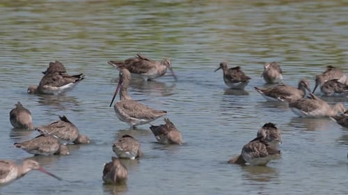 Busy foraging under water using their long bills to reach for their food deep in the mud through the