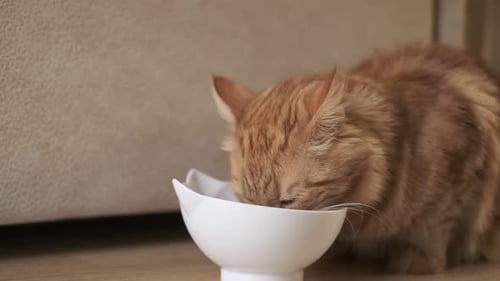 Ginger Cat Drinking from a Bowl Indoors