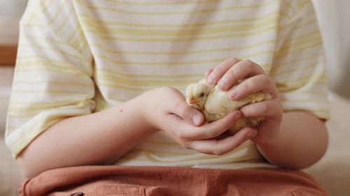 Child Gently Holds Adorable Baby Chick