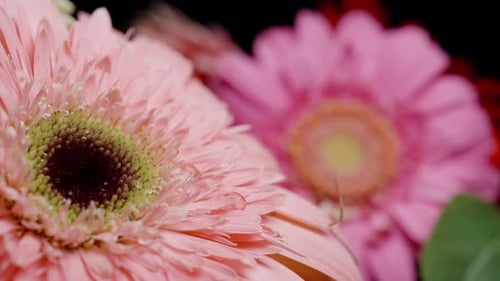 Raindrops fall on pink Gerbera flowers, close-up, slow motion.