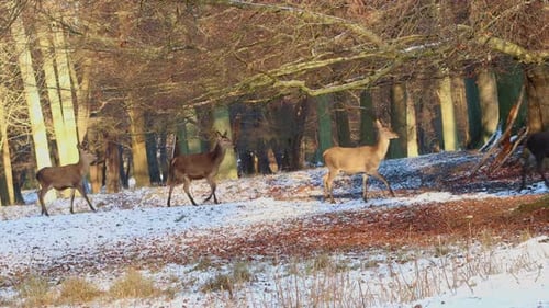 Wild deer winter sun light park – 4K Ultra HD UHD