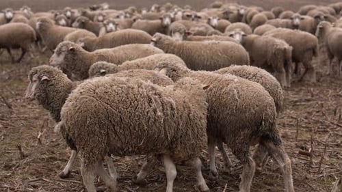 Large Herd of Sheep Grazing in a Field