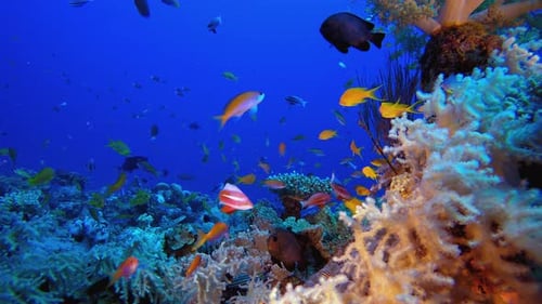 Colourful Coral Reef Scene