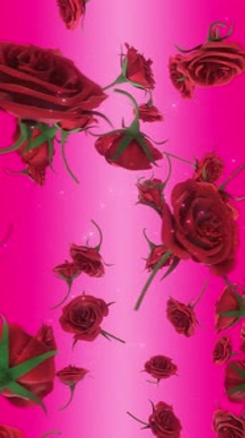 Rote fallende Rosen auf rosafarbenem Hintergrund