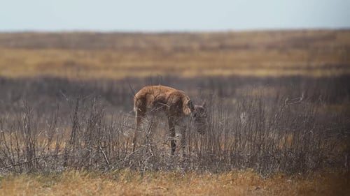 Herde von Saiga-Antilopen trinkt Wasser im russischen Grasland