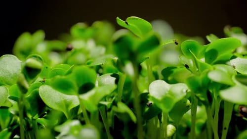 Growing seeds rising from soil time lapse 4k footage.