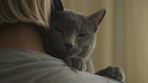 Gray Cat Hugging Owner Shoulder