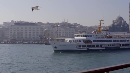 Möwe und Kreuzfahrtschiff