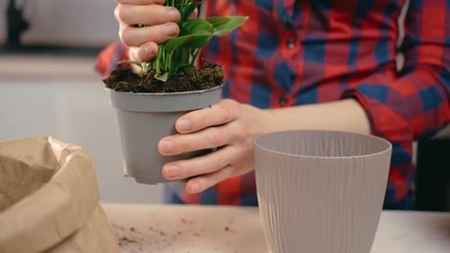 Woman Home Garden Plants Into New Pots for More Favorable Growth