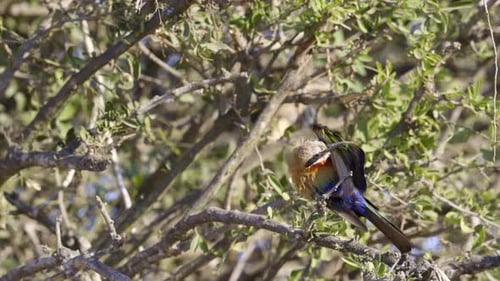 Colorful Bird Perches on Tree Branch and Preens
