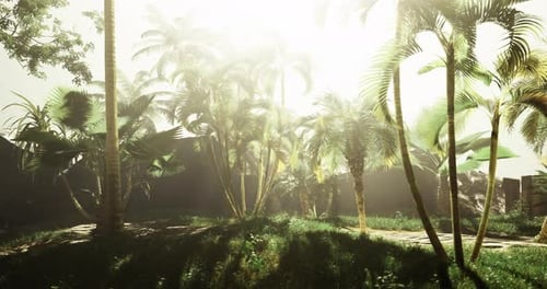 Tropical Garden with Lush Palm Trees and Sunlight Filtering Through Leaves