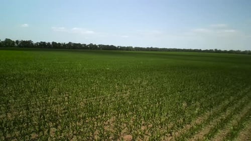 Green corn field aerial view
