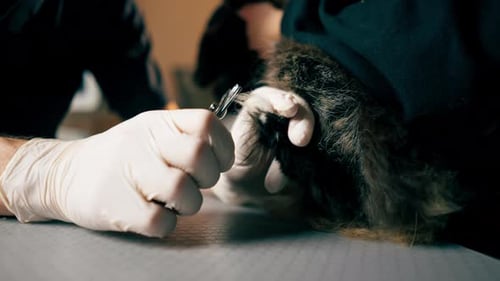 Gros plan dans une clinique vétérinaire, le propriétaire tient un chat et le médecin taille les griffes