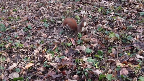 Squirrel in the autumn park. Slow motion.