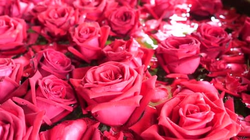 Bunch of Beautiful Fresh Blooming Red Roses, Close Up