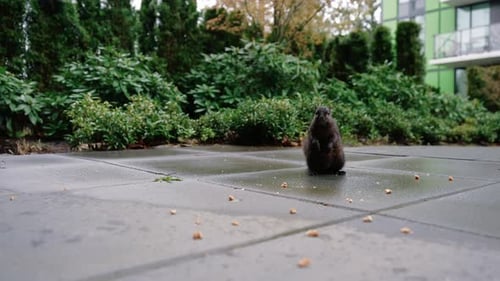 Süßes Eichhörnchen, das Nüsse auf dem Boden im Hinterhof isst