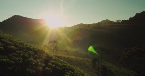 Drone Shot of Tea Plantation with Golden Sunlight and Fog in Mountain Landscape