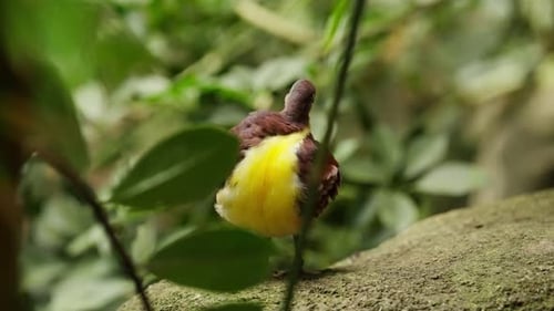 Rufous-fronted Antthrush Perched in Tropical Forest