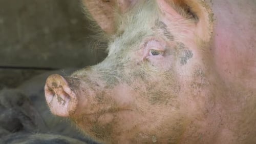 Das Schwein sitzt auf der Seite in einer Ecke der Scheune