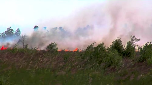 Forest in Fire, Burning Trees, Bushs, Burning Dry Grass in the Peatbog.