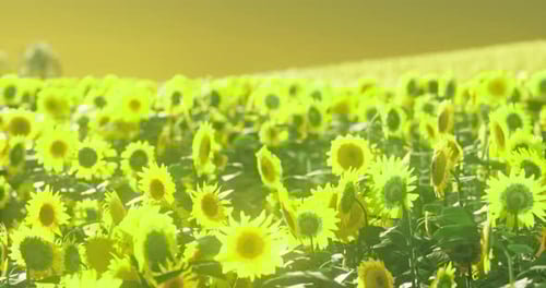 Vibrant Sunflower Field Glowing Under the Warm Golden Sunlight