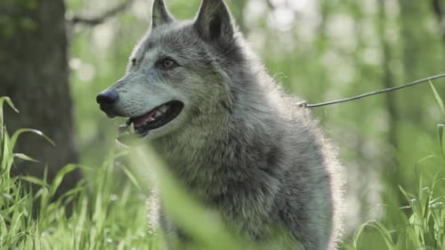 Close-Up of Gray Wolf in Sunny Forest