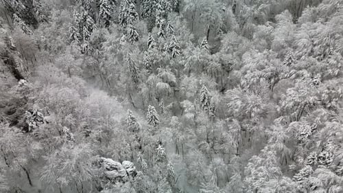 Drone Footage of the Winter Forest