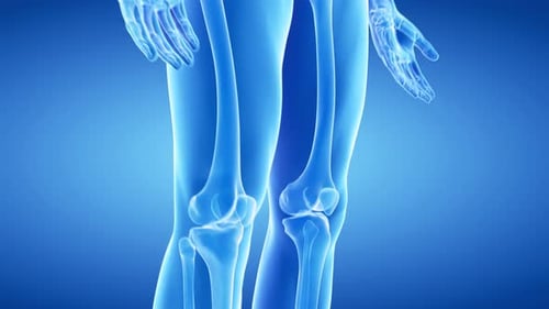 Visualisierung des menschlichen Skelettsystems mit detaillierter Anatomie des Körpers