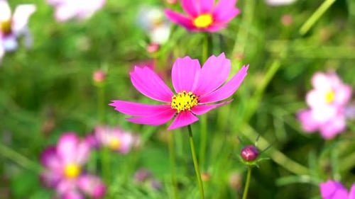 A beautiful garden cosmos moving in the breeze.
