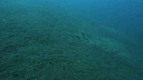 A lone stingray gracefully glides through the deep blue waters, its wings effortlessly propelling it