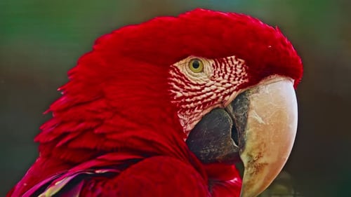 Portrait of a Beautiful Bright Macaw Parrot Closeup