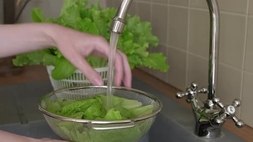 Female hands wash green leaves of salads under running water in the kitchen