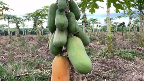 papaya fruit tree